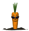 Professorial
                    Carrot